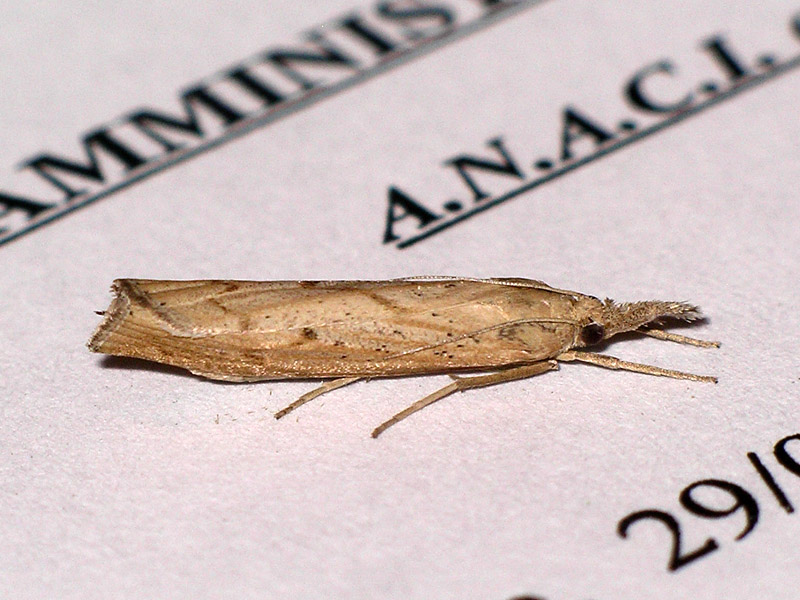Pediasia contaminella (Crambidae)